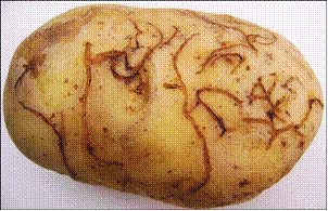 Hlíza bramboru