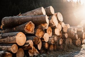 Vyhlášení průměrné ceny dřeva pro výpočet poplatku za odnětí lesních pozemků v roce 2024