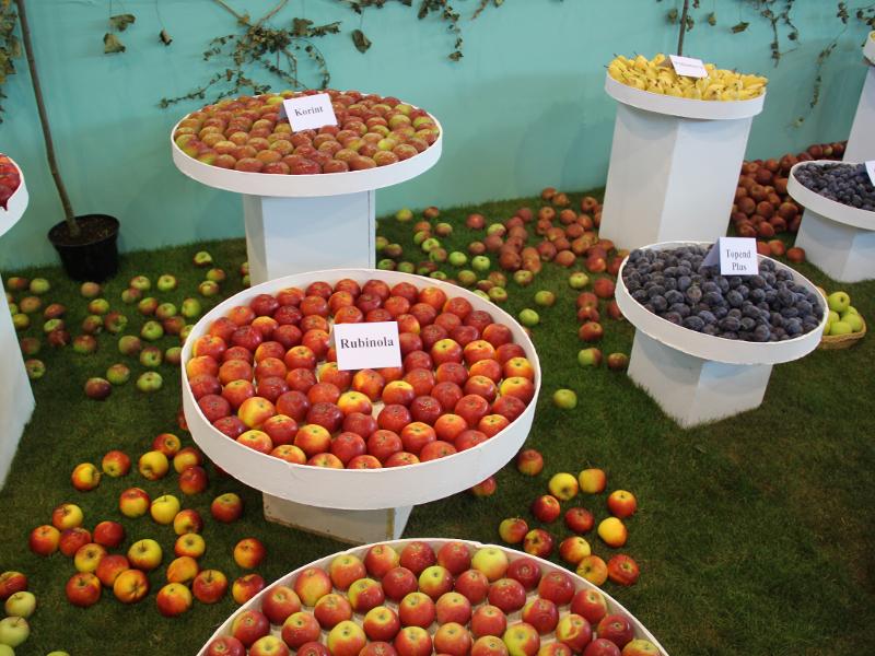 Výstava ovoce