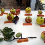 Poradna ovocnářům