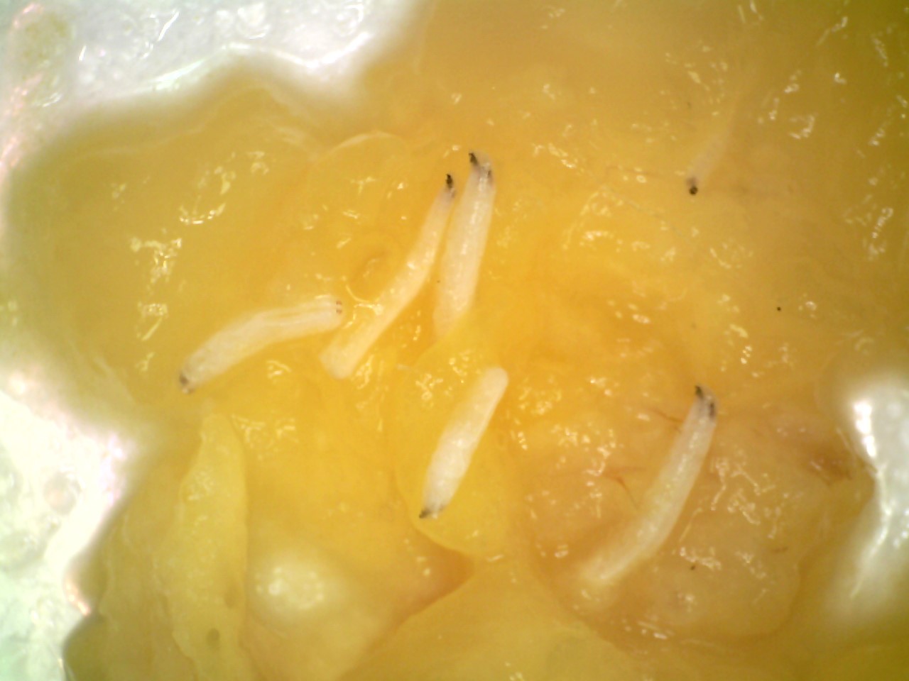 Záchyt larev hmyzu rodu Bactrocera na zásilce manga (Mangifera indica)