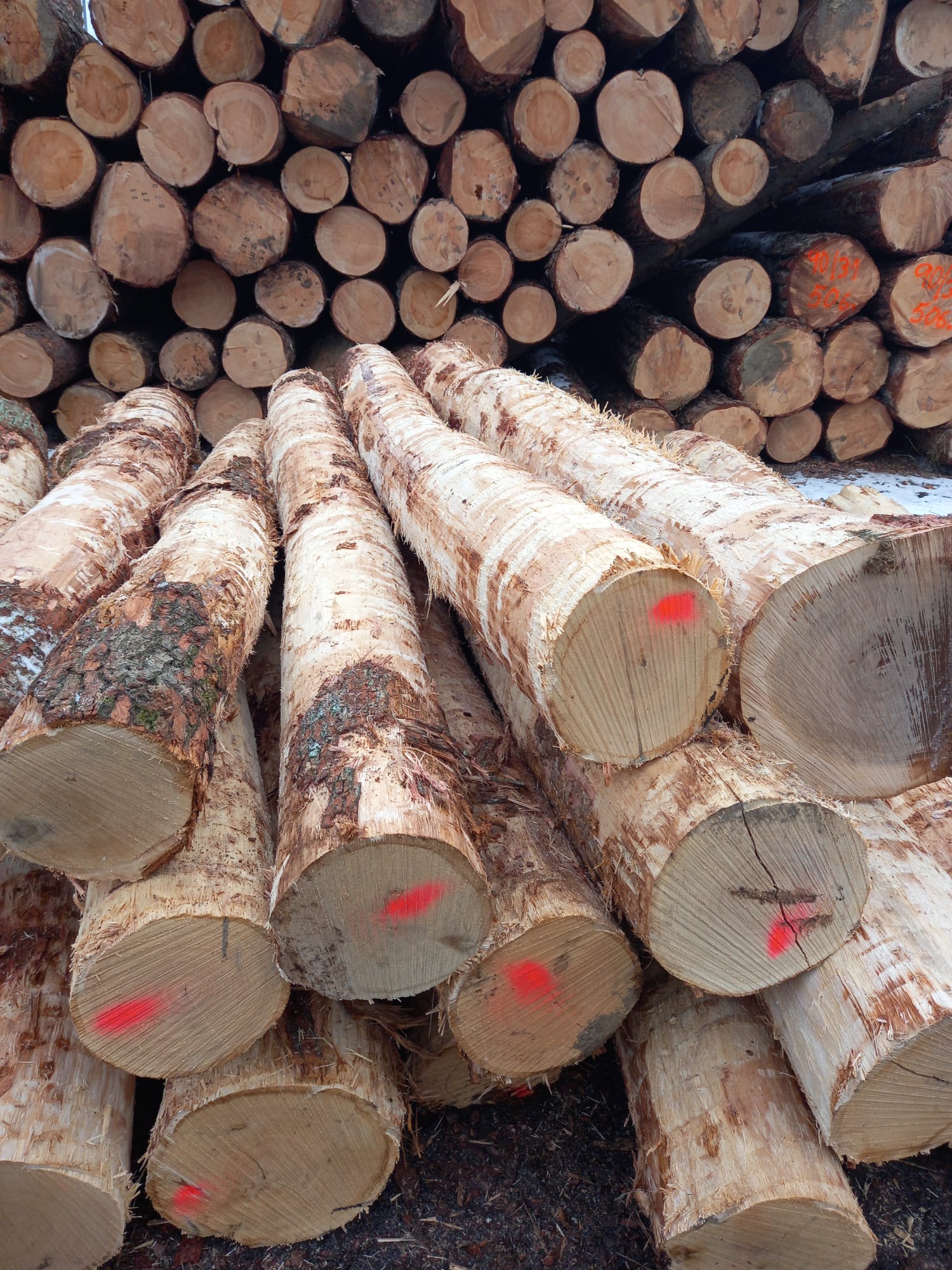 Vývoz surového dřeva (kulatiny) od 5. března 2024