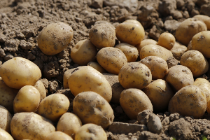 Ministerstvo zemědělství zjednodušilo pravidla pro dotace na prevenci proti chorobám chmele a na brambory vysoké jakosti