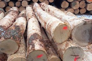 Vývoz surového dřeva (kulatiny) od 5. března 2024