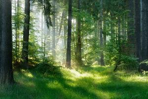Schválení oblastního plánu rozvoje lesů pro přírodní lesní oblast č. 27 – Hrubý Jeseník