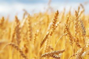 Ministr zemědělství: Odhadujeme, že letošní sklizeň obilovin bude průměrná