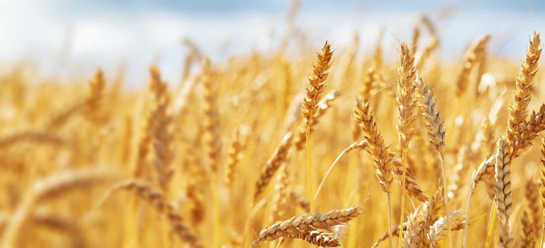 Ministr zemědělství: Odhadujeme, že letošní sklizeň obilovin bude průměrná 