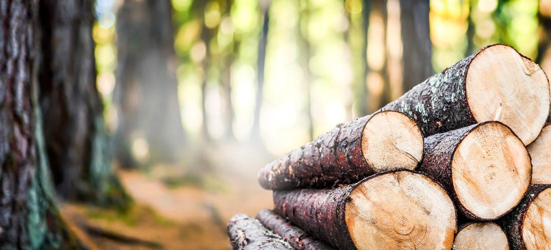 Surovinová politika pro dřevo: ČR bude ve stavebnictví i v dalších odvětvích víc využívat dřevo z našich lesů