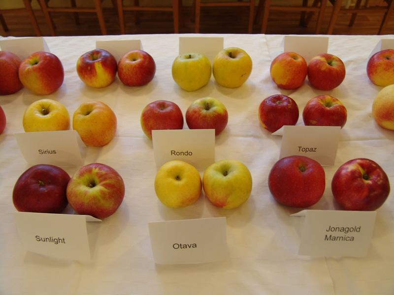 Organoleptické hodnocení odrůd jablek 
